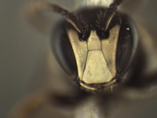 Hylaeus sp.